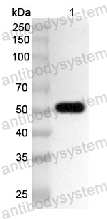 Anti-BCCV Gc/Glycoprotein C Polyclonal Antibody