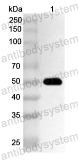 Anti-BCCV N/Nucleoprotein Polyclonal Antibody