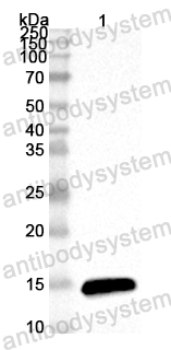 Anti-ASFV pM1249L Polyclonal Antibody