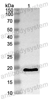 Anti-ASFV A179L Polyclonal Antibody