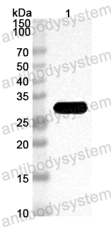 Anti-ASFV g5Rp/D250R Polyclonal Antibody