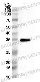 Anti-ASFV NP868R Polyclonal Antibody