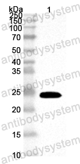 Anti-ASFV Q706L Polyclonal Antibody