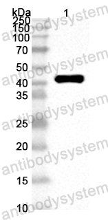 Anti-ASFV CP2475L (p37) Polyclonal Antibody