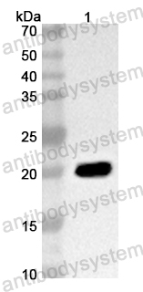 Anti-ASFV CP2475L (p14) Polyclonal Antibody