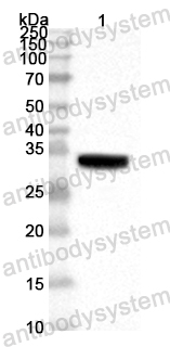 Anti-ASFV p12/PO61R Polyclonal Antibody
