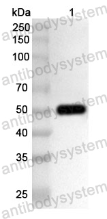 Anti-JEV NS3/Serine protease NS3 Polyclonal Antibody