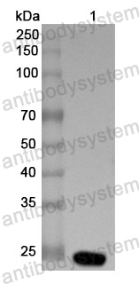 Anti-HAdV-5 Protease/L3 Polyclonal Antibody