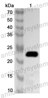 Anti-HAdV-4 Protease/L3 Polyclonal Antibody