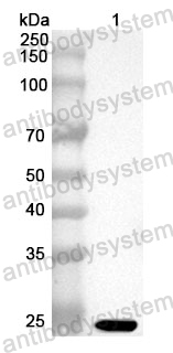 Anti-HAdV-3 Protease/L3 Polyclonal Antibody
