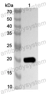 Anti-HAdV-7 Shutoff protein/L4 Polyclonal Antibody