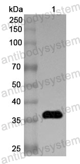 Anti-EBV/HHV-4 BZLF1 Polyclonal Antibody