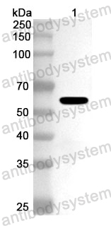 Anti-HSV-1/HHV-1 TRX1/UL38 Polyclonal Antibody