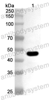 Anti-HSV-2/HHV-2 gC/UL44 Polyclonal Antibody