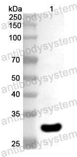 Anti-HSV-2/HHV-2 gG/US4 Polyclonal Antibody