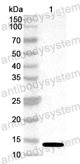 Anti-Common carp Cyp c 1/PVALB Polyclonal Antibody