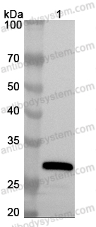 Anti-GFP Polyclonal Antibody