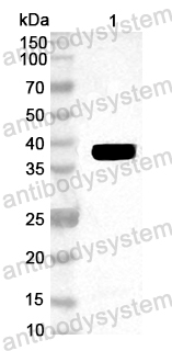 Anti-German cockroach Bla g 2/Allergen Bla g II Polyclonal Antibody