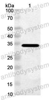 Anti-Giant tiger prawn Pen m 1/TM1 Polyclonal Antibody