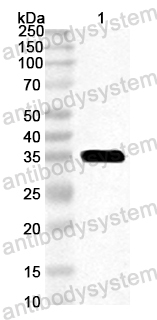 Anti-Horse Equ a 6/LYZ Polyclonal Antibody