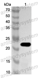 Anti-Snake SVMP/Alfimeprase Polyclonal Antibody