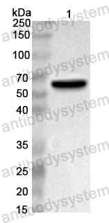 Anti-Honeybee Api m 11/MRJP1 Polyclonal Antibody