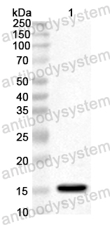 Anti-Honeybee Api m 4/Melittin Polyclonal Antibody