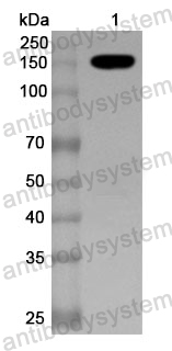 Anti-Streptococcus pyogenes Cas9 Polyclonal Antibody