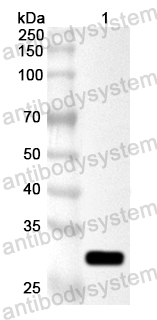 Anti-Staphylococcus aureus srtA/Sortase A Polyclonal Antibody
