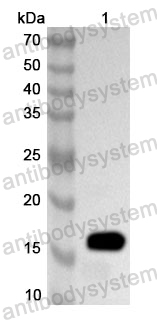 Anti-Neisseria meningitidis NadA Polyclonal Antibody