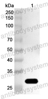 Anti-Neisseria meningitidis FHbp Polyclonal Antibody