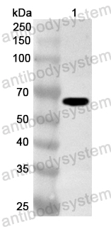 Anti-Bacillus licheniformis BliGO/thiO Polyclonal Antibody