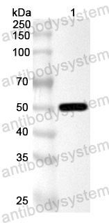 Anti-E. coli phoA Polyclonal Antibody