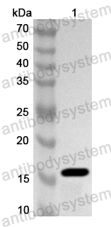 Anti-Brucella ceti pal Polyclonal Antibody