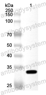 Anti-Pseudomonas fluorescens estF/Arylesterase Polyclonal Antibody