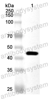 Anti-Pseudomonas fluorescens AlkC Polyclonal Antibody