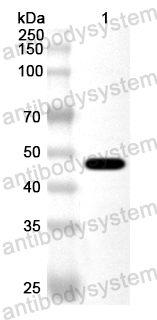 Anti-Pseudomonas fluorescens kynU/Kynureninase Polyclonal Antibody