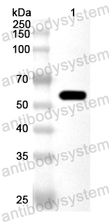 Anti-Pseudomonas cumA1 Polyclonal Antibody