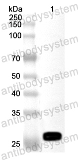 Anti-Pseudomonas fluorescens estB Polyclonal Antibody