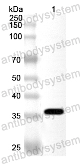 Anti-Pseudomonas fluorescens NitA Polyclonal Antibody