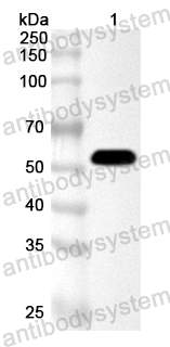 Anti-Pseudomonas fluorescens kmo/PfKMO Polyclonal Antibody