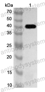 Anti-Streptococcus dysgalactiae SKC-2 Polyclonal Antibody