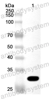 Anti-Streptomyces plicatus Endo H Polyclonal Antibody