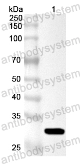 Anti-Vibrio parahaemolyticus VPA1715 Polyclonal Antibody