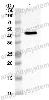 Anti-Streptococcus pneumoniae PBP3 Polyclonal Antibody