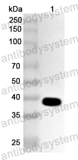 Anti-Streptococcus dysgalactiae GapA Polyclonal Antibody