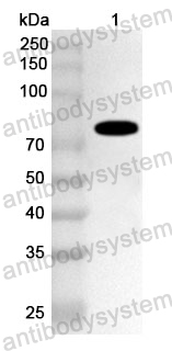 Anti-Streptococcus agalactiae CYK3/IgdE3 Polyclonal Antibody