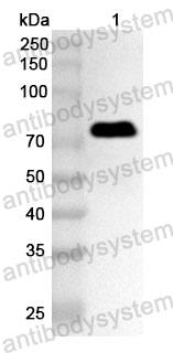 Anti-Streptococcus suis IgdE1 Polyclonal Antibody