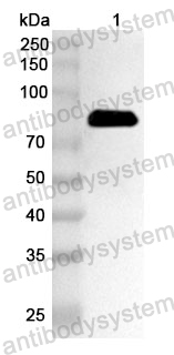 Anti-Streptococcus suis ApuA Polyclonal Antibody