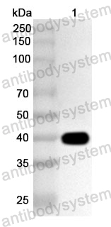 Anti-Streptococcus agalactiae GBS Polyclonal Antibody